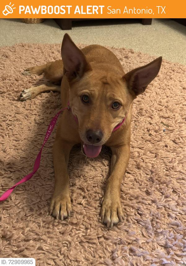 Found/Stray Female Dog last seen Kallison Pass, San Antonio, TX 78254