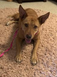 Found/Stray Female Dog last seen Kallison Pass, San Antonio, TX 78254