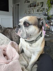 Reunited Male Dog last seen Spruce Ave, Bethpage, NY 11714