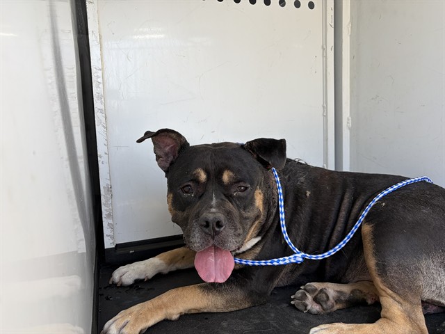 Shelter Stray Male Dog last seen Near BLK E PANAMA LN, BAKERSFIELD, CA, Bakersfield, CA 93307