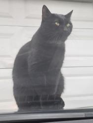 Reunited Male Cat last seen Brandywine and Thompson between ham and hutchins, Lodi, CA 95240