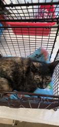 Shelter Stray Female Cat last seen DIAMOND RANCH DR/GERBER RD, 95829, Sacramento, CA 95827