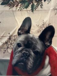 Lost Female Dog last seen Armstrong & copper, Fresno County, CA 93619