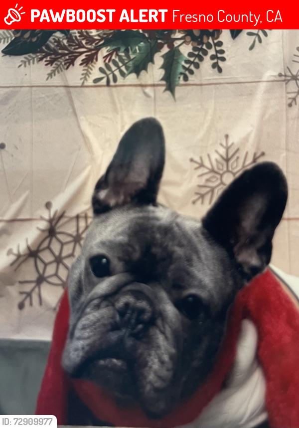 Lost Female Dog last seen Armstrong & copper, Fresno County, CA 93619