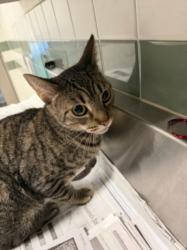 Shelter Stray Female Cat last seen , Los Angeles, CA 91405