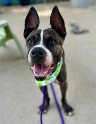 Shelter Stray Male Dog last seen CHARLOTTE, Charlotte, NC 28217