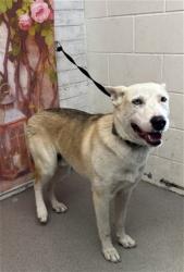 Shelter Stray Male Dog last seen Near BLOCK E PACIFIC HIGHSCHOOL, San Bernardino, CA 92401