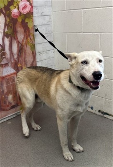 Shelter Stray Male Dog last seen Near BLOCK E PACIFIC HIGHSCHOOL, San Bernardino, CA 92401