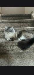 Reunited Male Cat last seen 15th street near bittersweet, Greeley, CO 80634