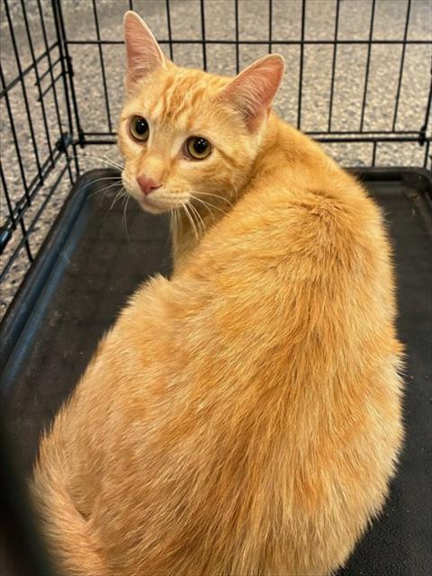 Shelter Stray Unknown Cat last seen Near BLOCK S 7TH AVE, Brighton, CO 80601