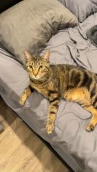 Reunited Male Cat last seen By the old Sarasota square mall, Sarasota, FL 34231
