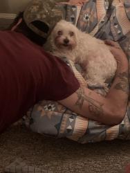 Reunited Male Dog last seen On lawn by apmt , Orlando, FL 32825