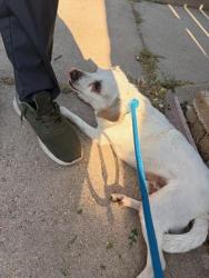 Shelter Stray Male Dog last seen 33RD ST & 10TH AVE, Sacramento, CA 95818