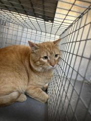 Shelter Stray Male Cat last seen Near BLOCK S MORRIS ST, TAYLORSVILLE UT 84129, Salt Lake City, UT 84120