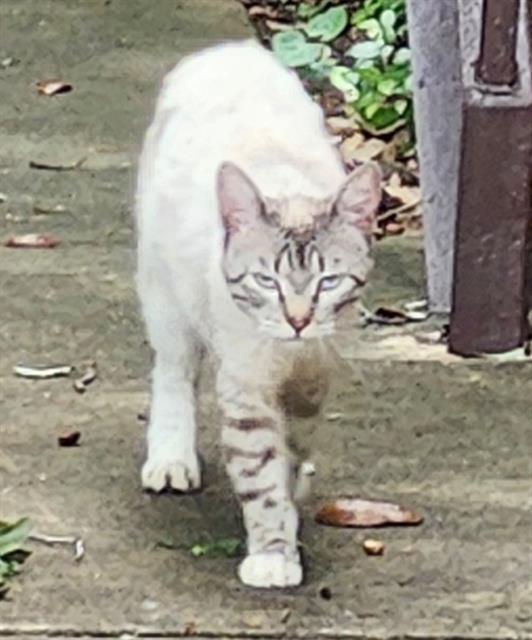 Shelter Stray Female Cat last seen Near BLOCK VANCE JACKSON, San Antonio, TX 78227