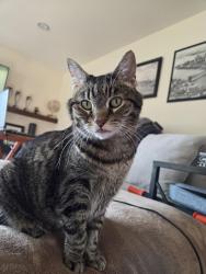 Reunited Female Cat last seen Windsor dr & Whitecliff rd, Thousand Oaks, CA 91360