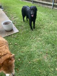 Reunited Unknown Dog last seen Oak Meadow and Dove Meadow, Flower Mound, TX 75028