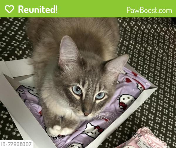 Reunited Male Cat last seen Near Hampton Rd, Hayward, CA 94541
