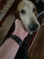 Reunited Male Dog last seen Near Johnson Rd, Columbus, NC 28722, Columbus, NC 28722