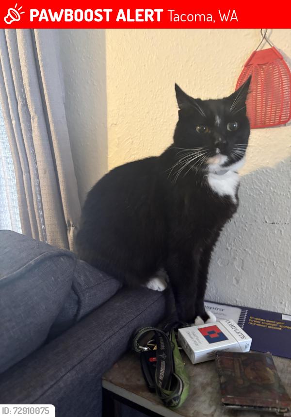 Lost Female Cat last seen Near Market St, Tacoma, WA 98402