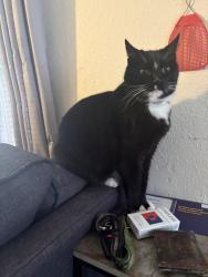 Lost Female Cat last seen Near Market St, Tacoma, WA 98402