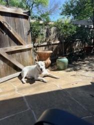 Reunited Male Dog last seen Timber Dr and Davis Blvd, North Richland Hills, TX 76182