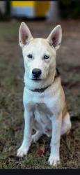 Reunited Male Dog last seen Pate rd, Loganville, GA 30052