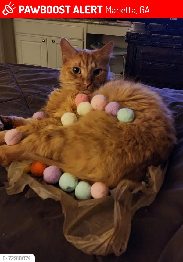 Lost Male Cat last seen Roswell Road , Marietta, GA 30068