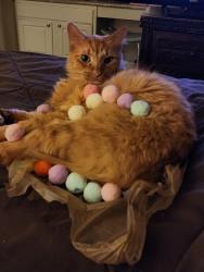 Lost Male Cat last seen Roswell Road , Marietta, GA 30068
