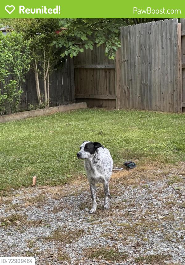 Reunited Male Dog last seen Near HenDough , Hendersonville, NC 28739