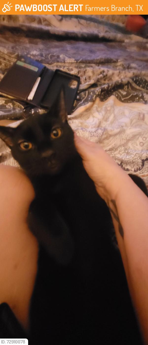 Found/Stray Female Cat last seen Webb chapel, Farmers Branch, TX 75234