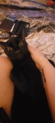 Found/Stray Female Cat last seen Webb chapel, Farmers Branch, TX 75234