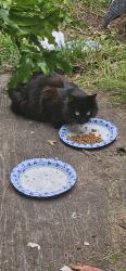 Found/Stray Unknown Cat last seen Reservation Road , Marina, CA 93933