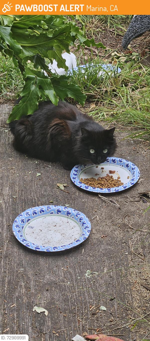 Found/Stray Unknown Cat last seen Reservation Road , Marina, CA 93933