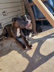 Lost Female Dog last seen Sw 17th st oak grove , Oklahoma City, OK 73108