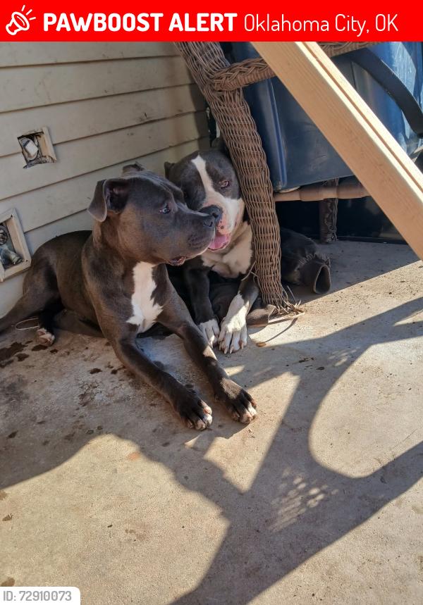 Lost Female Dog last seen Sw 17th st oak grove , Oklahoma City, OK 73108