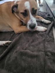 Reunited Male Dog last seen Near , Converse, TX 78109