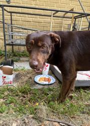 Found/Stray Female Dog last seen William Academy, Conyers, GA 30012