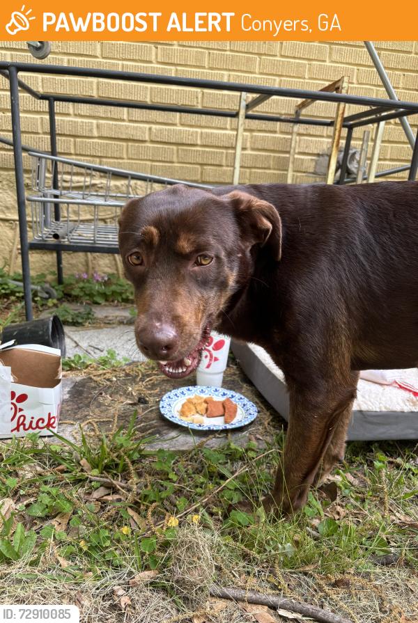 Found/Stray Female Dog last seen William Academy, Conyers, GA 30012
