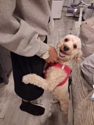 Reunited Female Dog last seen la center studios, Los Angeles, CA 90017