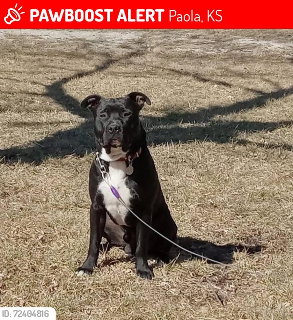 Lost Male Dog last seen Osawatomie RD and 319th St, Paola, KS 66071