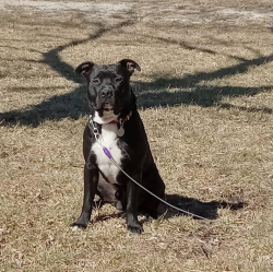 Lost Male Dog last seen Osawatomie RD and 319th St, Paola, KS 66071