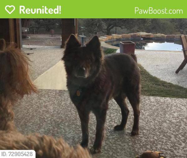 Reunited Male Dog last seen Cielo Vista between I-10 and Babcock , San Antonio, TX 78255