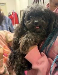 Reunited Male Dog last seen Near Klingerman st, El Monte, CA 91732