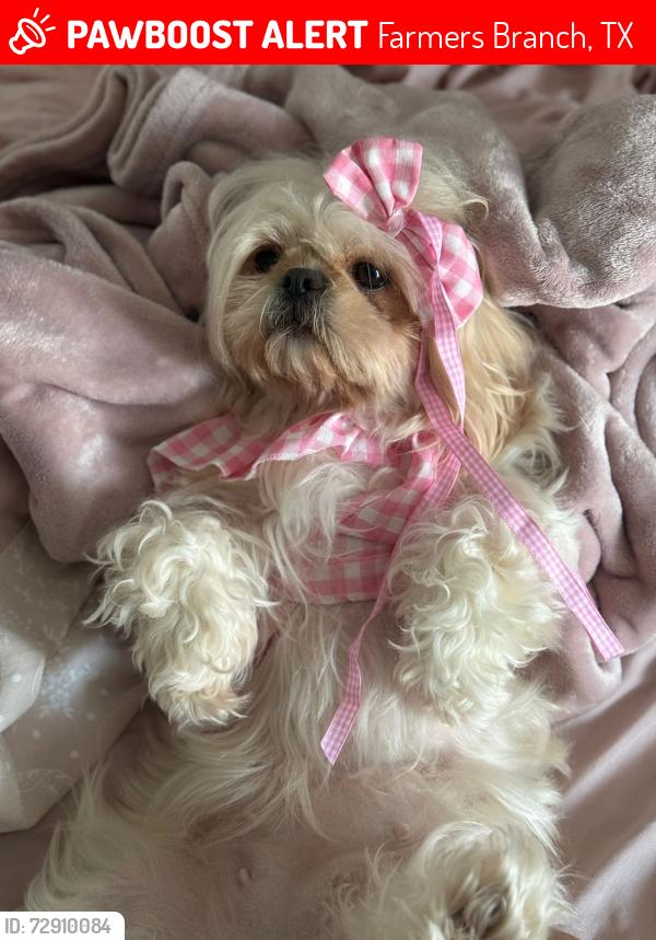 Lost Female Dog last seen Near Cameo Ln farmes Branch , Farmers Branch, TX 75234