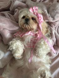 Lost Female Dog last seen Near Cameo Ln farmes Branch , Farmers Branch, TX 75234