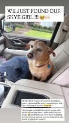 Reunited Female Dog last seen Sam’s club, Abilene, TX 79606