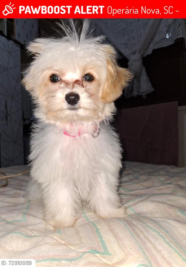 Lost Female Dog last seen Rua Álvaro catão , Operária Nova, SC 88809-036