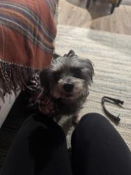 Reunited Female Dog last seen Stonegate apmts , Birmingham, AL 35211
