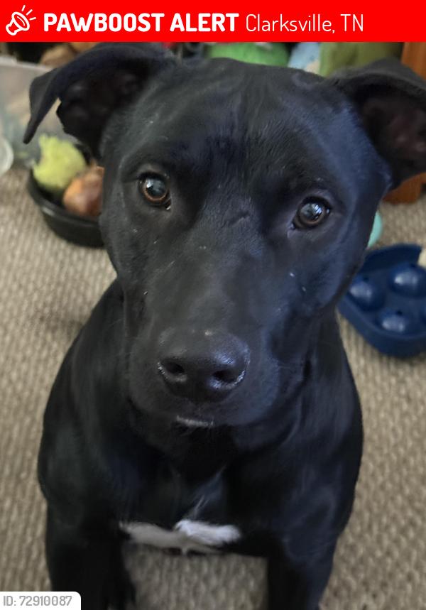 Lost Male Dog last seen Near Trenton and needmore , Clarksville, TN 37042